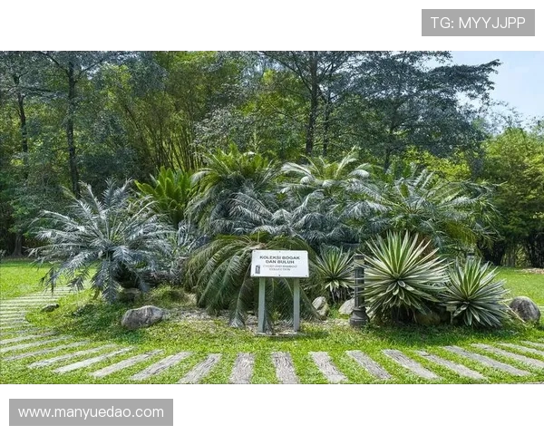 金杯赛非洲独苗：南非 2005 年的跨洋之旅